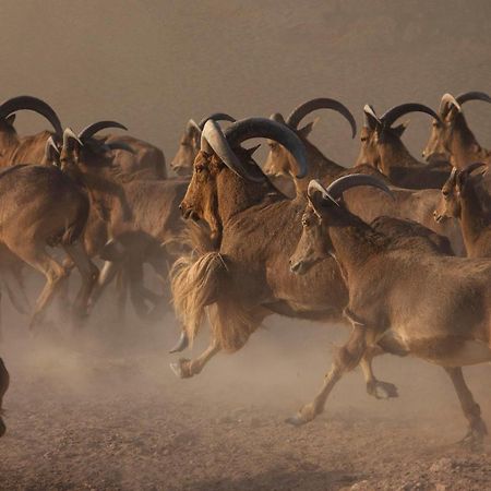 Anantara Sir Bani Yas Island Al Sahel Villas Zahr Exterior foto