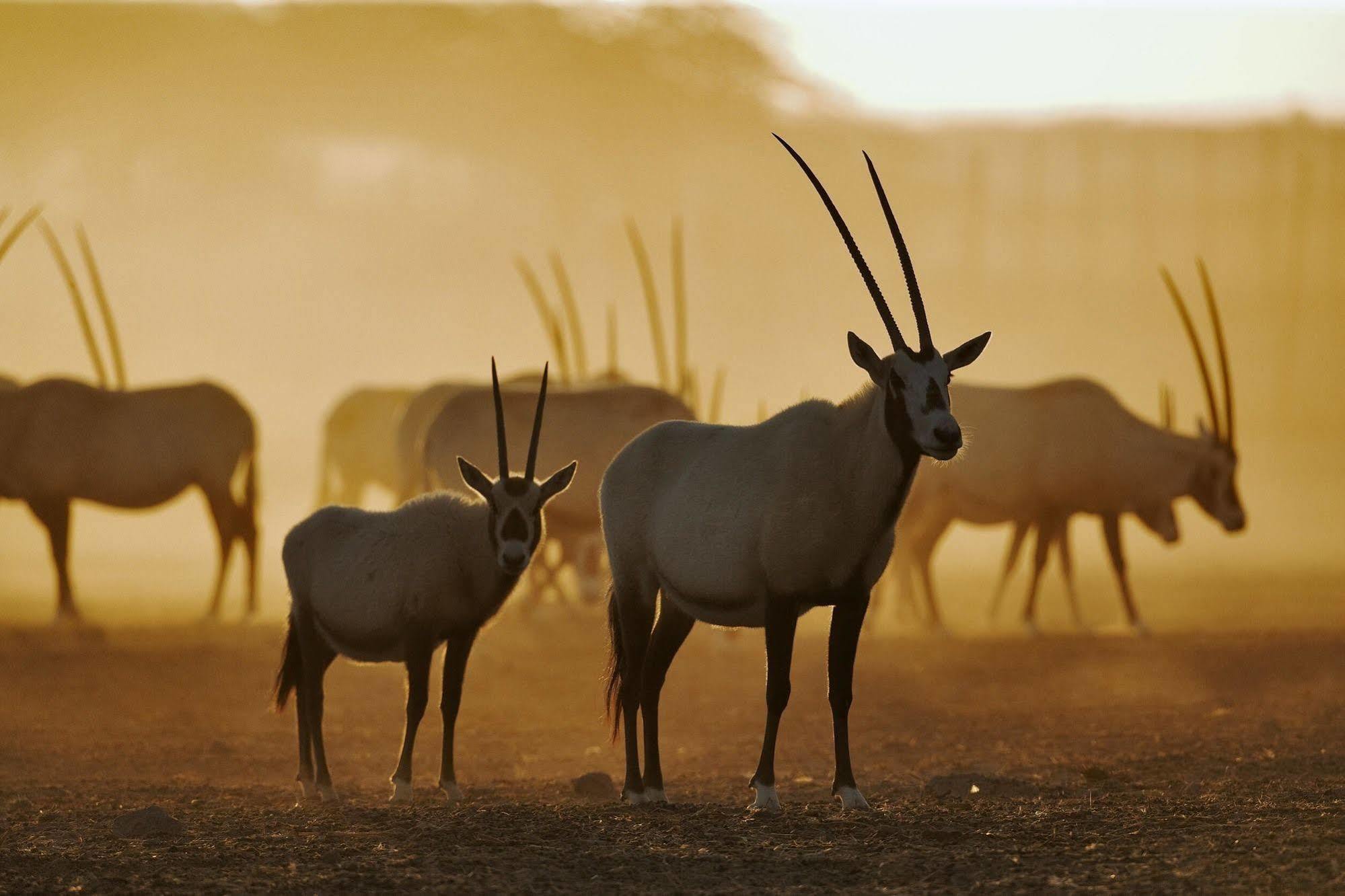 Anantara Sir Bani Yas Island Al Sahel Villas Zahr Exterior foto