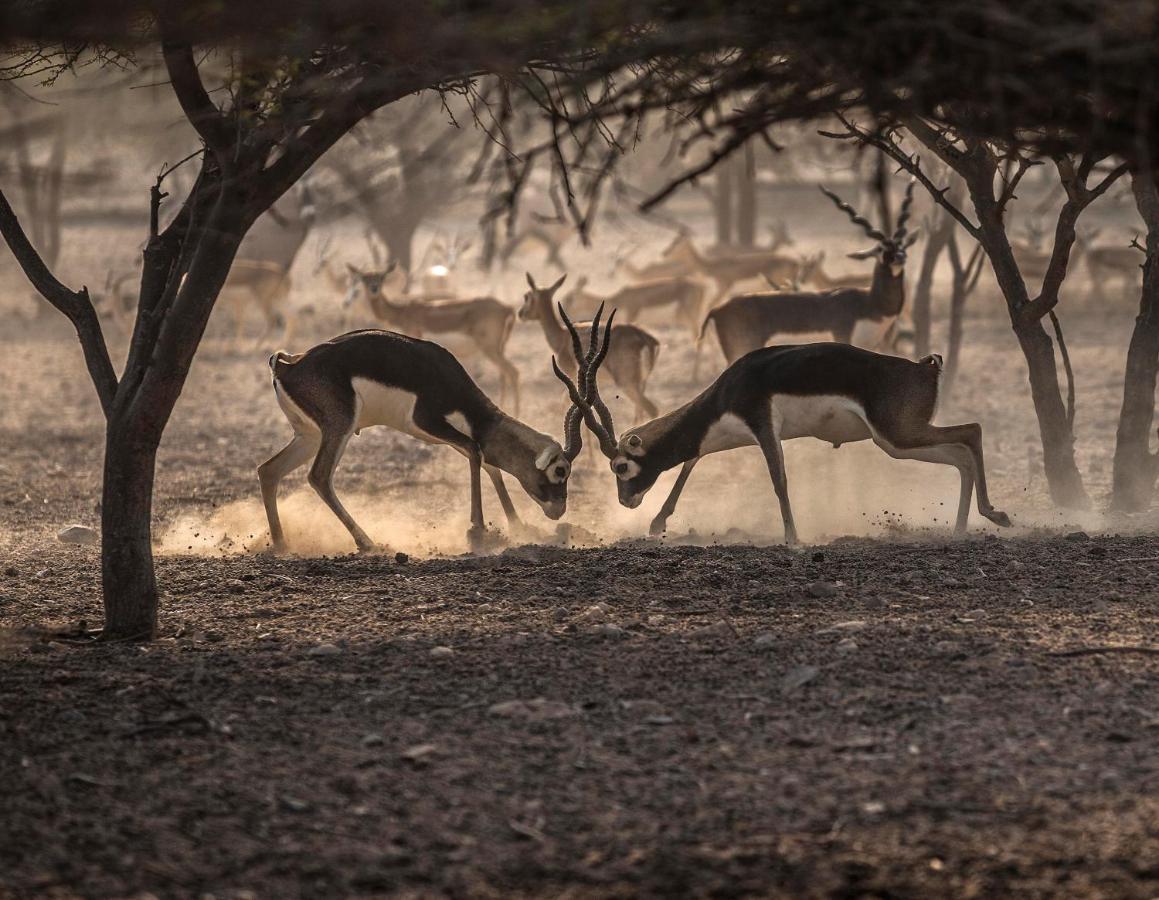 Anantara Sir Bani Yas Island Al Sahel Villas Zahr Exterior foto